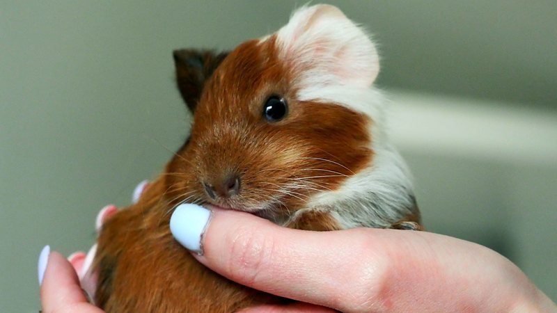 Quanto custa ter um porquinho-da-índia Veja os gastos antes da adoção