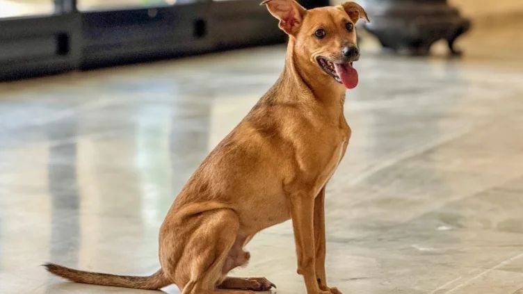 Saiba como denunciar maus-tratos a cães e gatos sem sair de casa