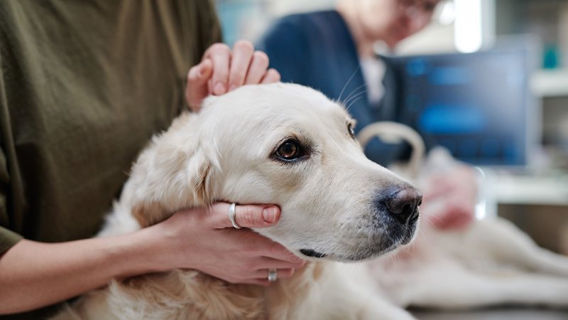 Cão sendo cuidado em clínica veterinária