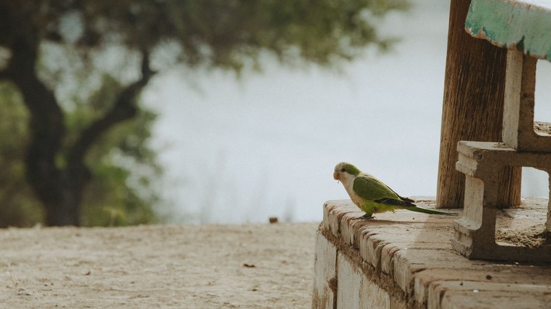 Saiba por que resgatar animais da natureza é crime ambiental