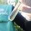 Foto de agente retirando focos de dengue em Santos