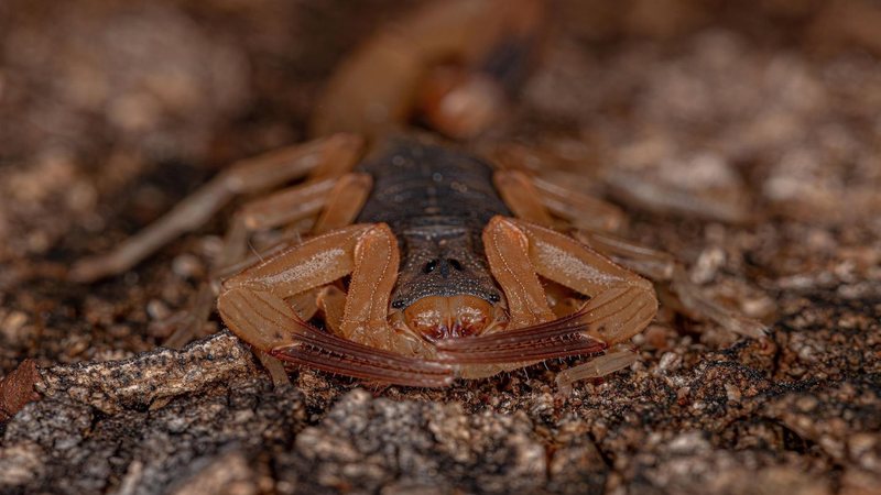 Super El Niño avança e pode provocar surto de escorpiões, mosquitos, moscas e aranhas