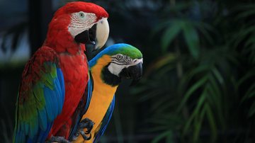 Vai criar uma arara? Saiba o que considerar antes de levar a ave para casa