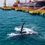 Ventos paralisam balsa e três baleias dão espetáculo no Canal de Ilhabela