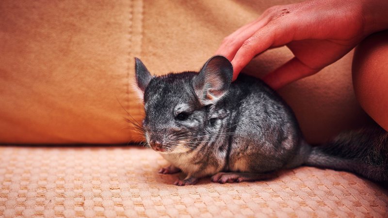 Veterinário ensina cuidados essenciais para criar chinchilas no litoral