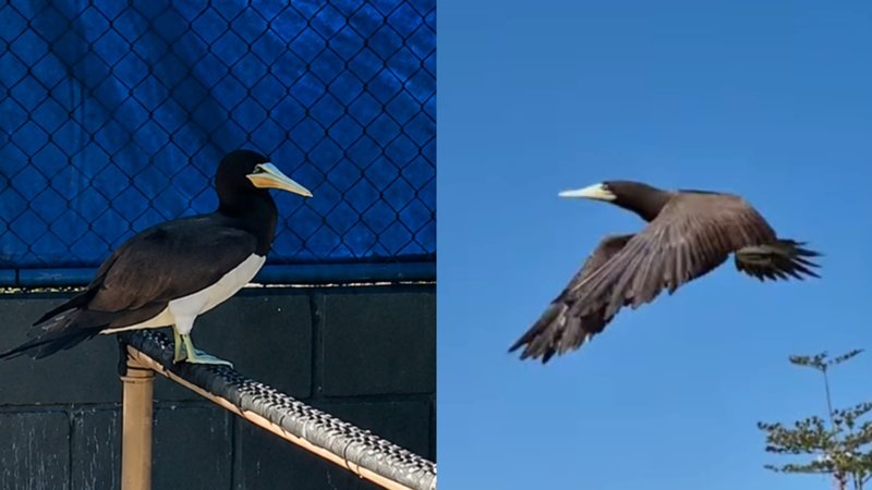 Atobá-marrom ave pousada em uma estrutura e ao lado ave voando contra o céu azul