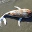 Baleia-jubarte é encontrada em decomposição na praia de Praia Grande