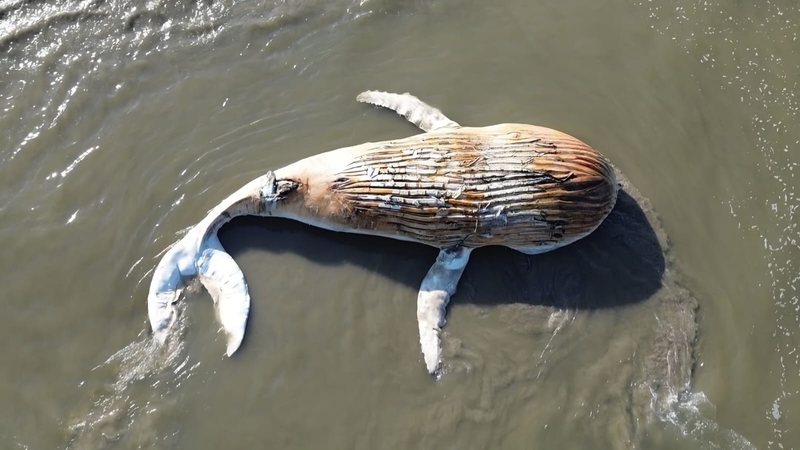 Baleia-jubarte é encontrada em decomposição na praia de Praia Grande