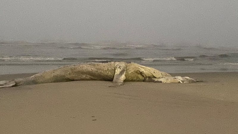 Baleia-jubarte morta encalhada na faixa de areia