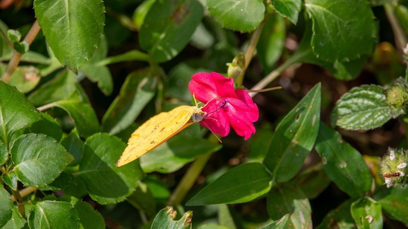 A imagem mostra uma borboleta amarela pousada numa flor rosa vibrante rodeada de folhas