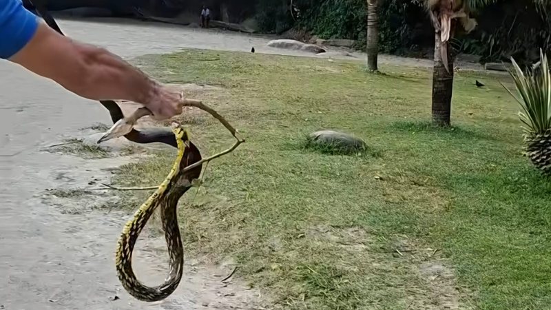 Caninana na faixa de areia de uma praia enquanto um homem tenta capturar a serpente com as mãos