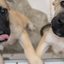 Cães olhando em direção à câmera