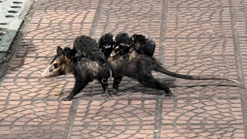 Mãe gambá atravessa uma calçada enquanto transporta vários filhotes sobre as costas