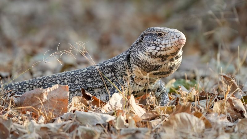 Lagarto teiú entre as folhas secas
