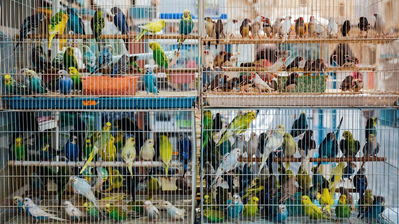 Diversos pássaros coloridos, principalmente periquitos e pequenos pássaros de bico vermelho, acomodados em várias gaiolas