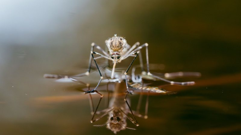 Imagem de um mosquito sobre a água