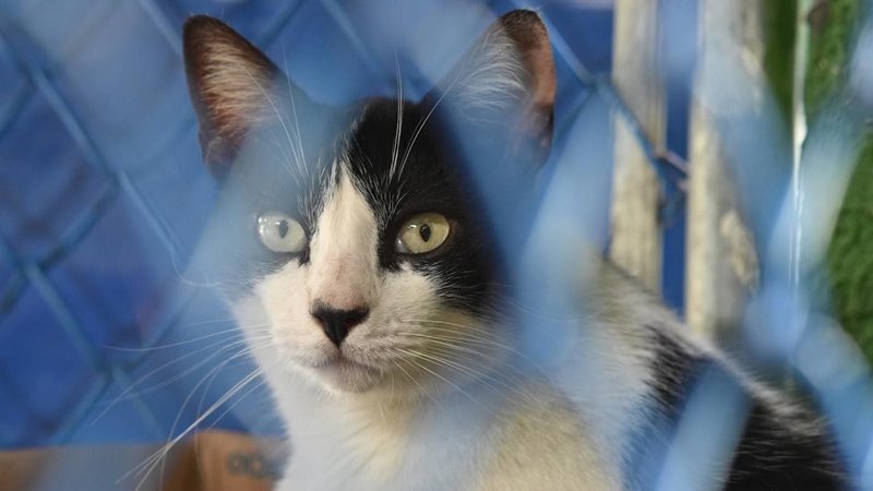 Imagem de um gato branco e preto