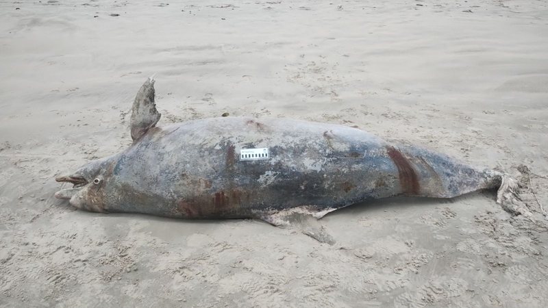 Golfinho encontrado morto encalhado na faixa de areia em praia de Mongaguá