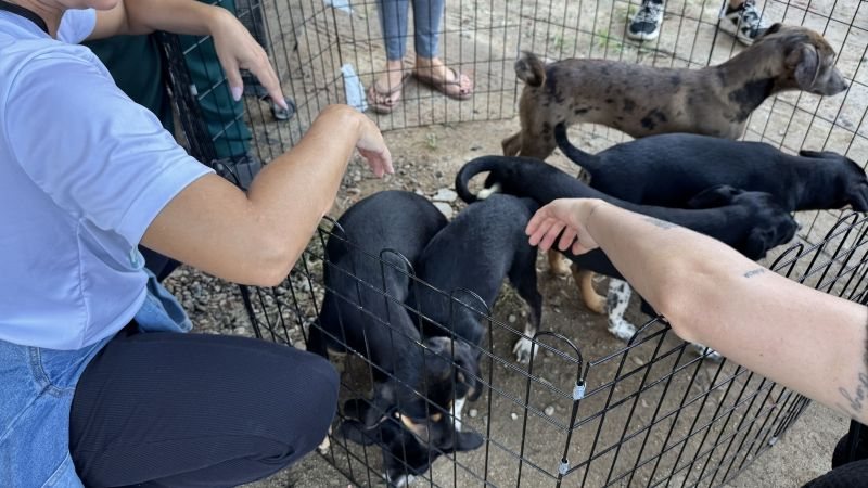 Imagem de cinco cães filhotes dentro de um cercado, com pessoas em volta