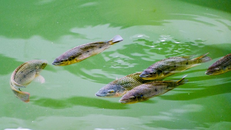 Tilápias em um lago