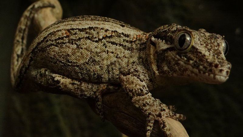 Lagartixa gárgula surpreende pelo visual único e comportamento dócil
