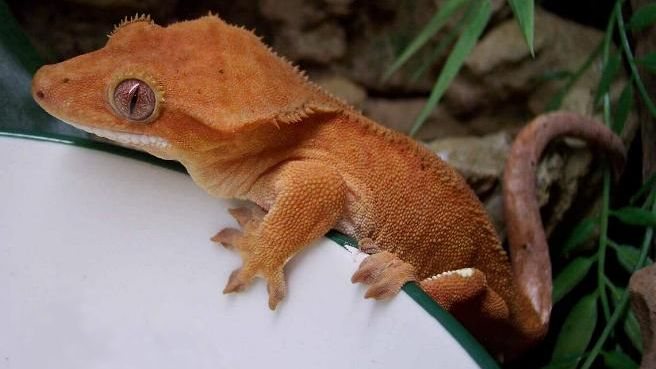 Lagartixa gecko-de-crista