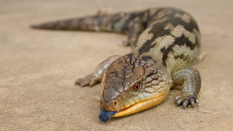 Lagarto de língua azul