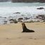 Lobo-marinho-subantártico descansa na faixa de areia de praia em Caraguatatuba