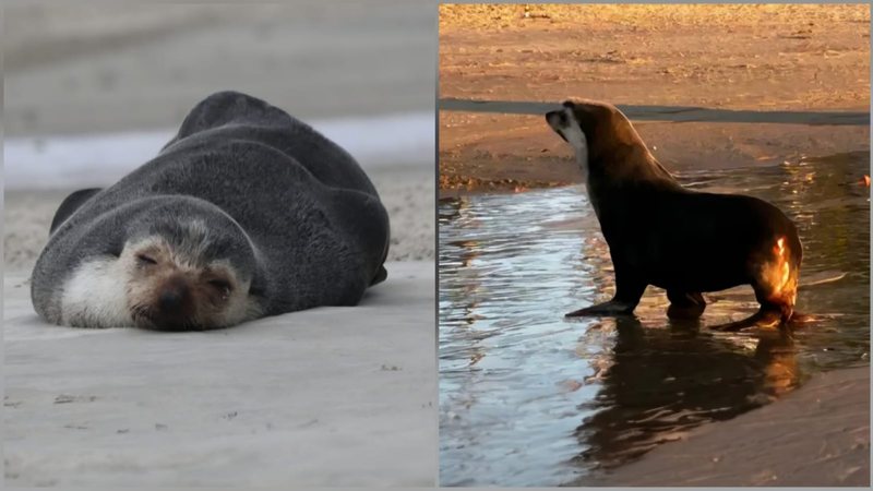 Lobo-marinho volta ao mar após descansar por mais de 24 horas em Praia Grande
