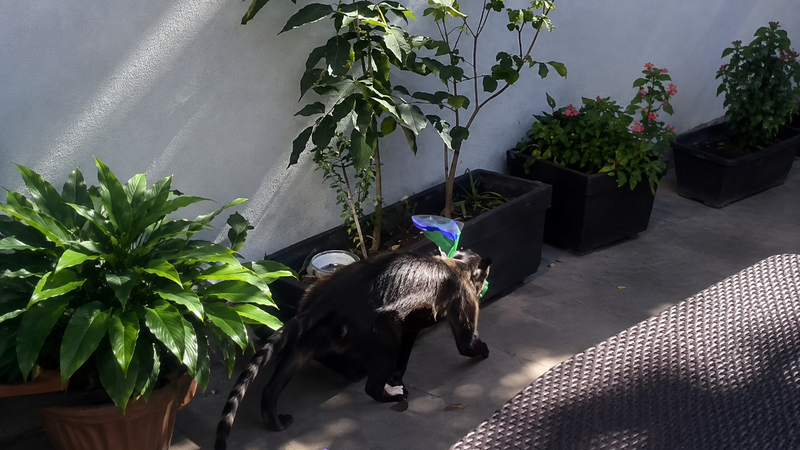 Macaco entra em casa e leva pacote de pão em Bertioga