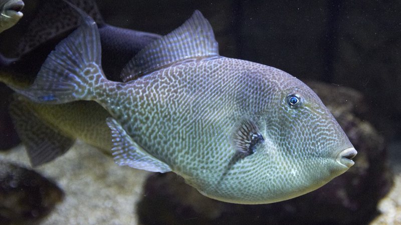 Peixe peroá (Balistes capriscus), também conhecido como porquinho