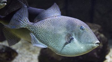 Peixe peroá (Balistes capriscus), também conhecido como porquinho