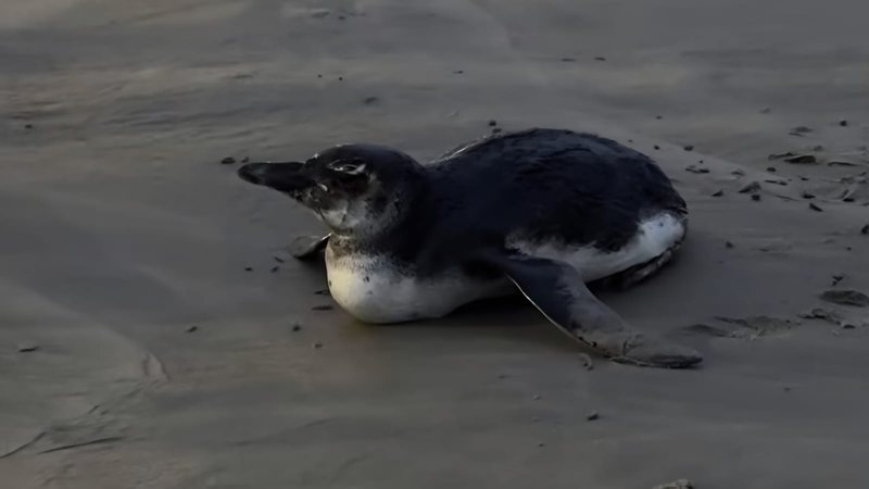 Pinguim debilitado deitado sobre a areia molhada