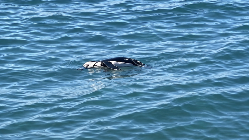 Pinguim morto boiando próximo à superfície do mar