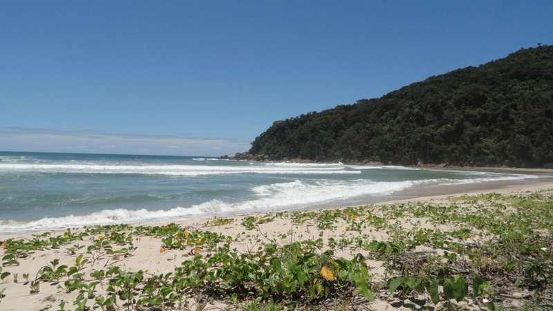 Vista da Praia Brava do Camburi, em Ubatuba, com mar agitado, areia clara e encosta coberta pela Mata Atlântica