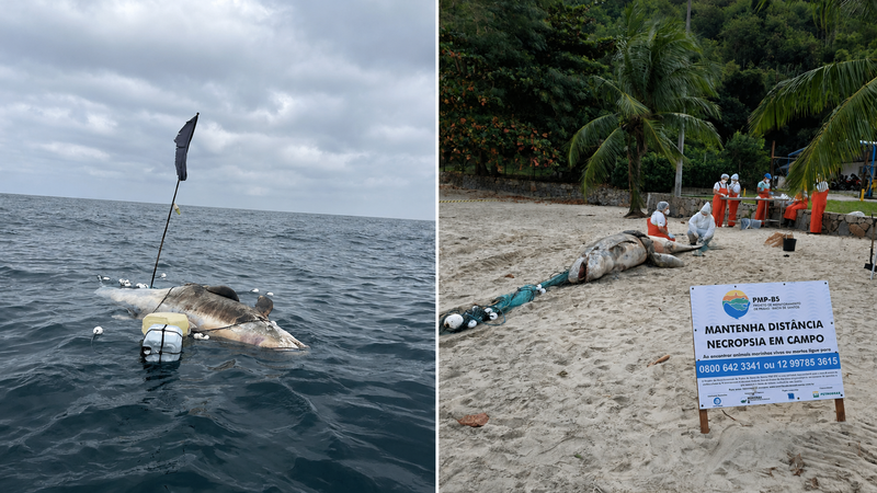 Pseudorca encontrada morta no mar e, ao lado, equipe especializada durante a necropsia do animal