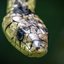 Cobra caninana