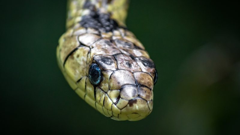 Cobra caninana