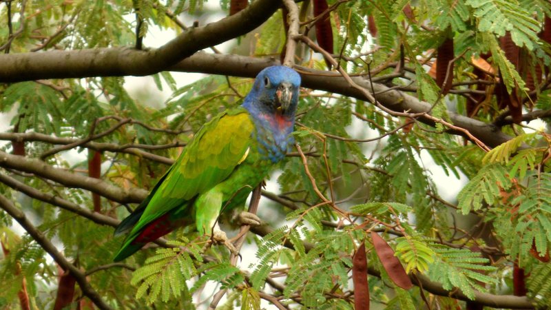 Maitaca-de-cabeça-azul na árvore