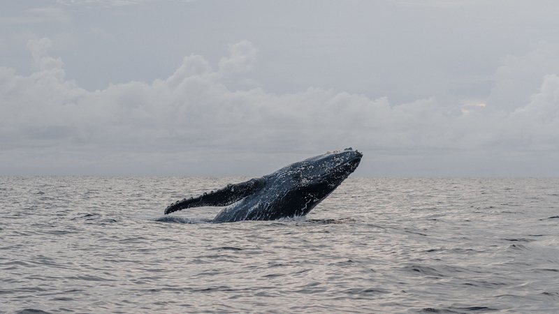 Baleia-jubarte emerge parcialmente do mar, com o corpo inclinado para fora da água sob um céu nublado.