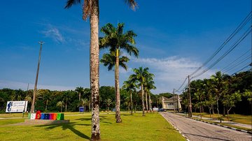 Riviera de São Lourenço ultrapassa 7,6 mil árvores catalogadas em inventário inédito