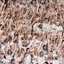 Santos tem a 11ª maior torcida do Brasil, segundo pesquisa Datafolha
