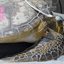 Tartaruga-verde em atendimento veterinário durante reabilitação no Instituto Gremar, com acesso venoso fixado próximo à carapaça