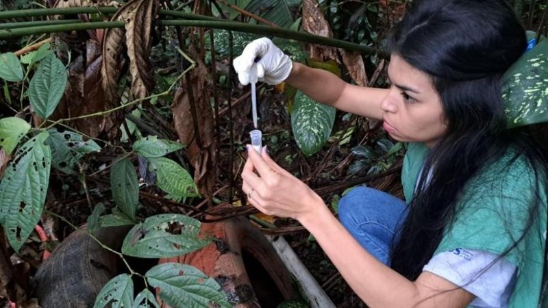 Agente fazendo a coleta de amostras de larvas do mosquito
