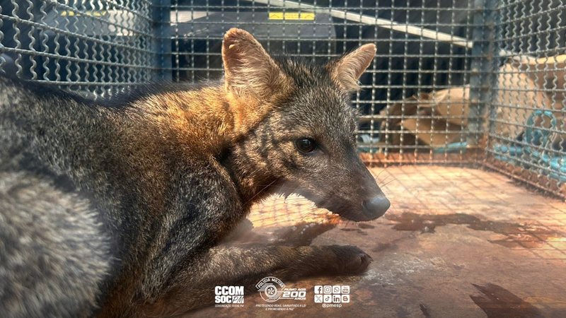 A imagem mostra um jovem exemplar fêmea de cachorro-do-mato (Cerdocyon thous) resgatado por autoridades ambientais em Caraguatatuba, no litoral do estado de São Paulo