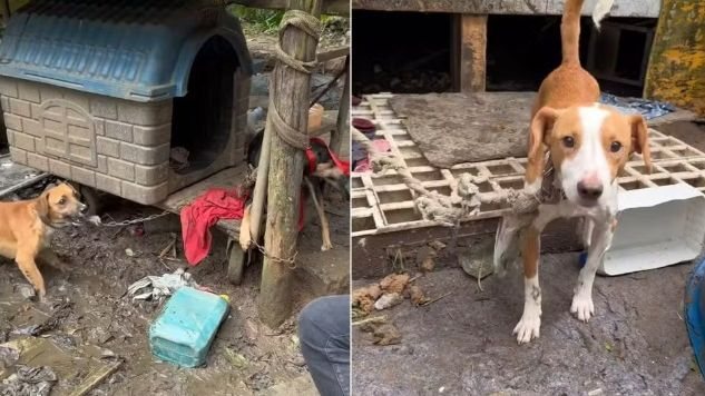 imagem de dois dos cães acorrentados