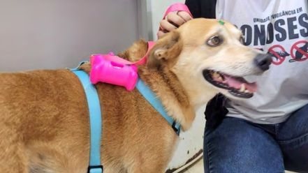cachorro recebe atenção no Centro de Zoonoses