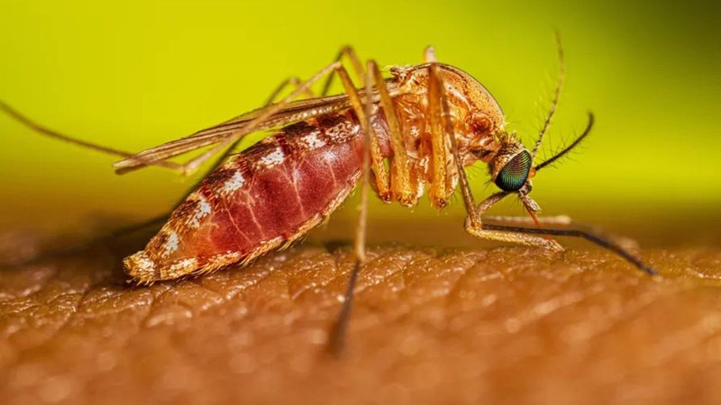 Mosquito Culex