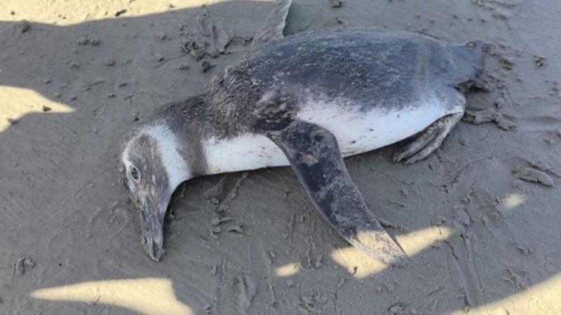 Pinguim-de-magalhães morto