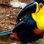 Imagem mostra um tucano-de-bico-preto (Ramphastos vitellinus)